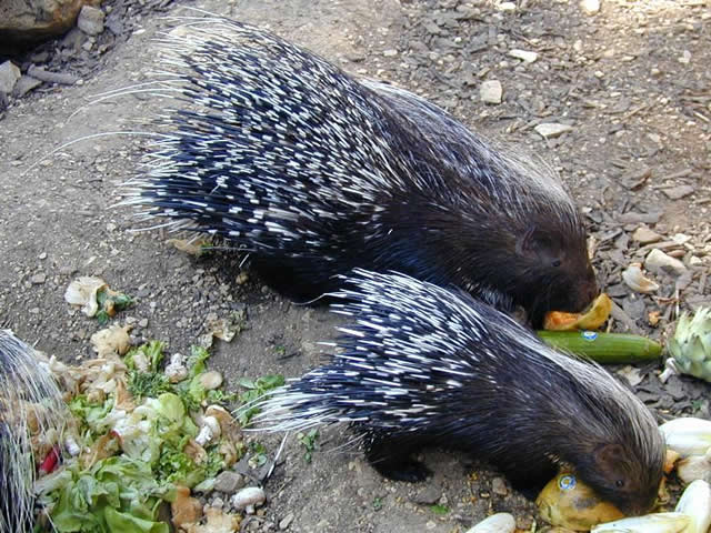 porcupine eating habits